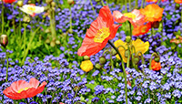 Blommor.