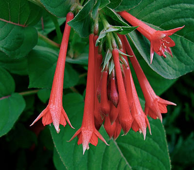 Fuchsia (Triphylla-Gruppen) 'Gesneriana'.