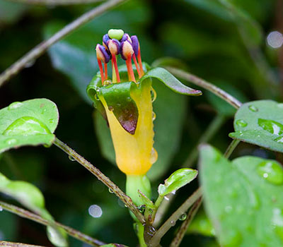 Fuchsia procumbens
