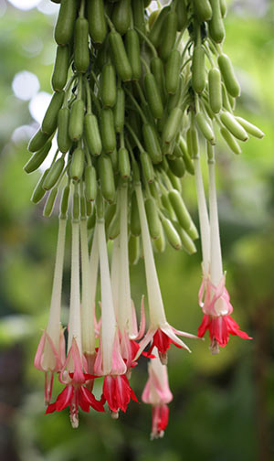 Fuchisa boliviana var. alba ger söta goda bär.