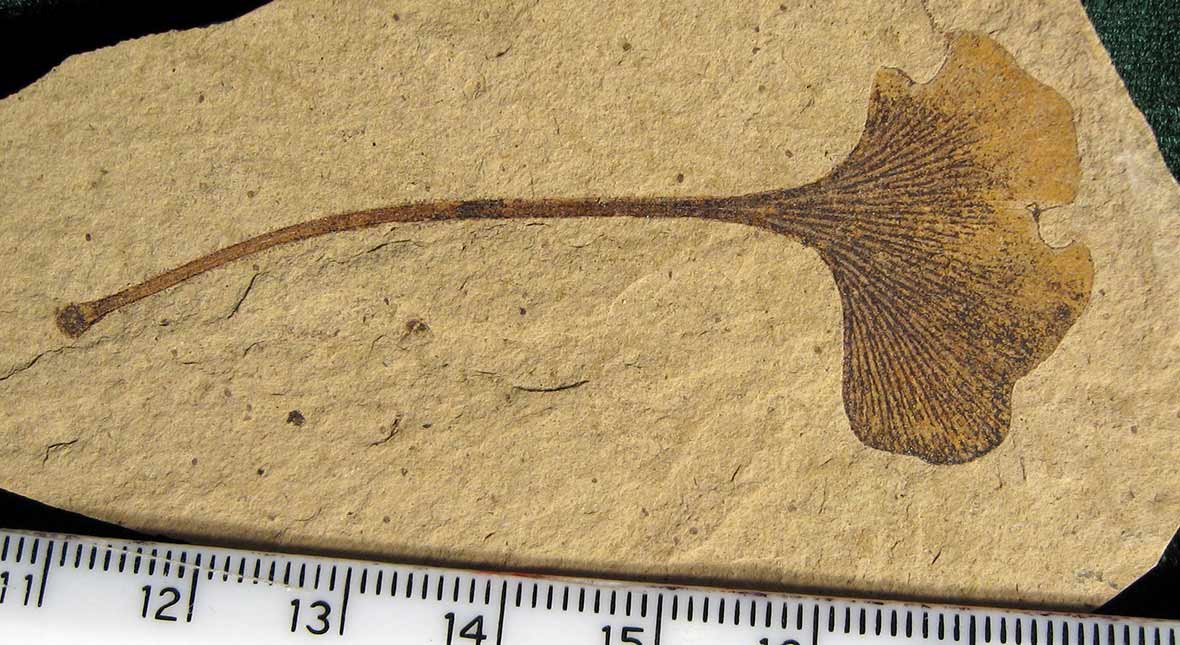 Fossil av ginkgoblad