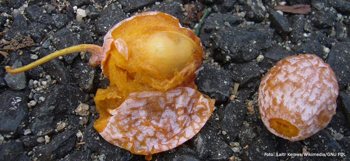 Ginkgofrö med kärna.