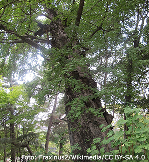 Ginkgoträdet som överlevde hiroshimabomben.