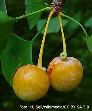 Mogna ginkgofrön.