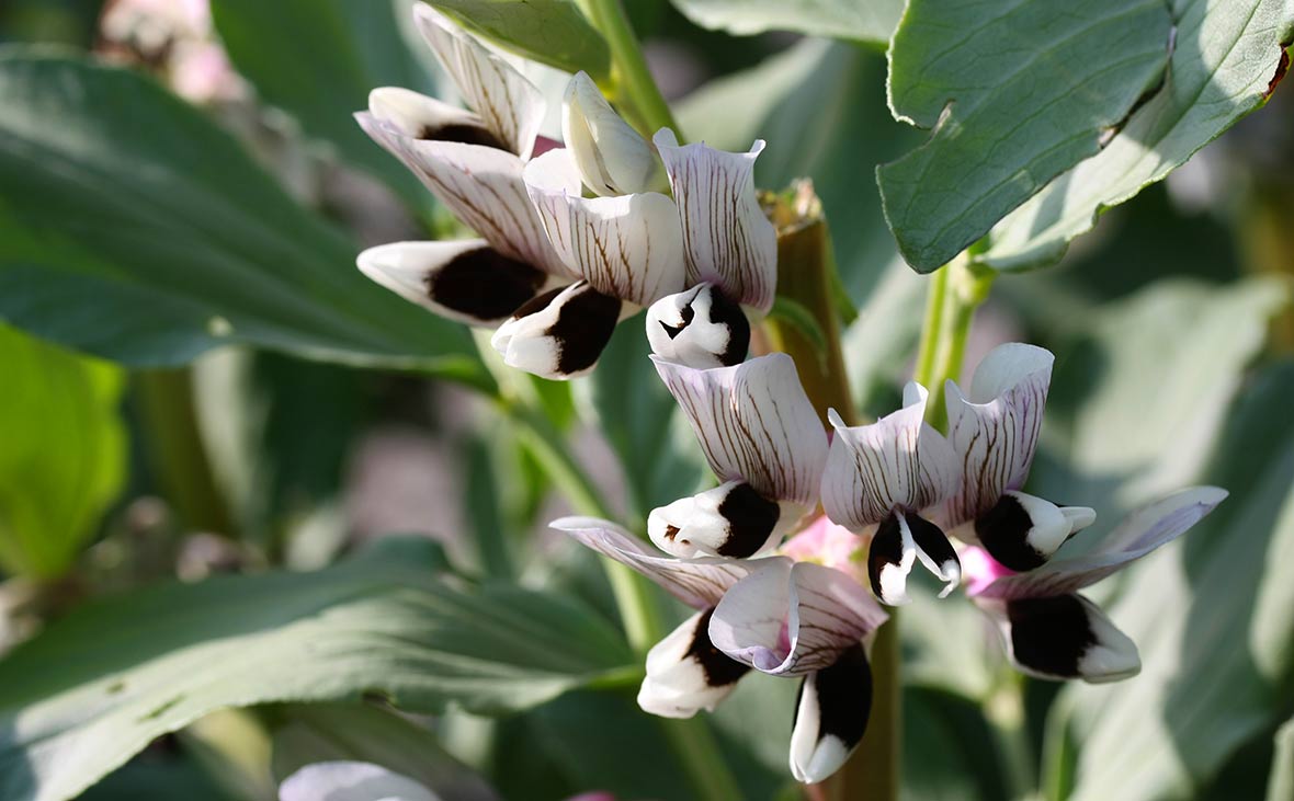 Bondbönans blommor.