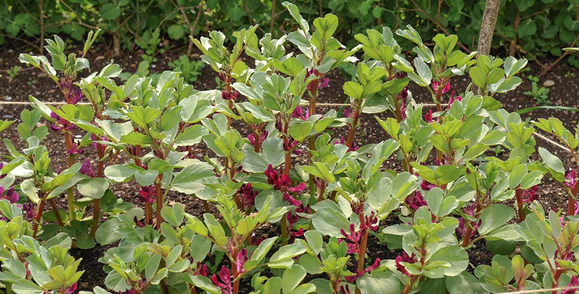Bondbönesorten 'Crimson Flowered.