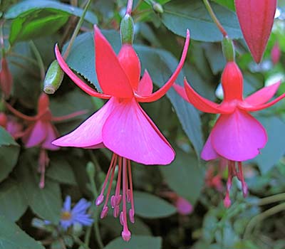 Fuchsia 'Display'.