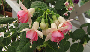 Småblommiga sorter som 'Eleanor Leytham' passar som bonsai.