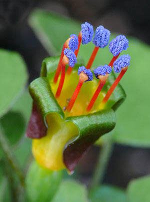 Fuchsia procumbens.
