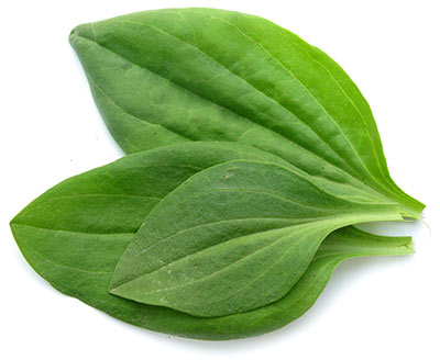 De unga späda bladen är goda råa i en sallad.