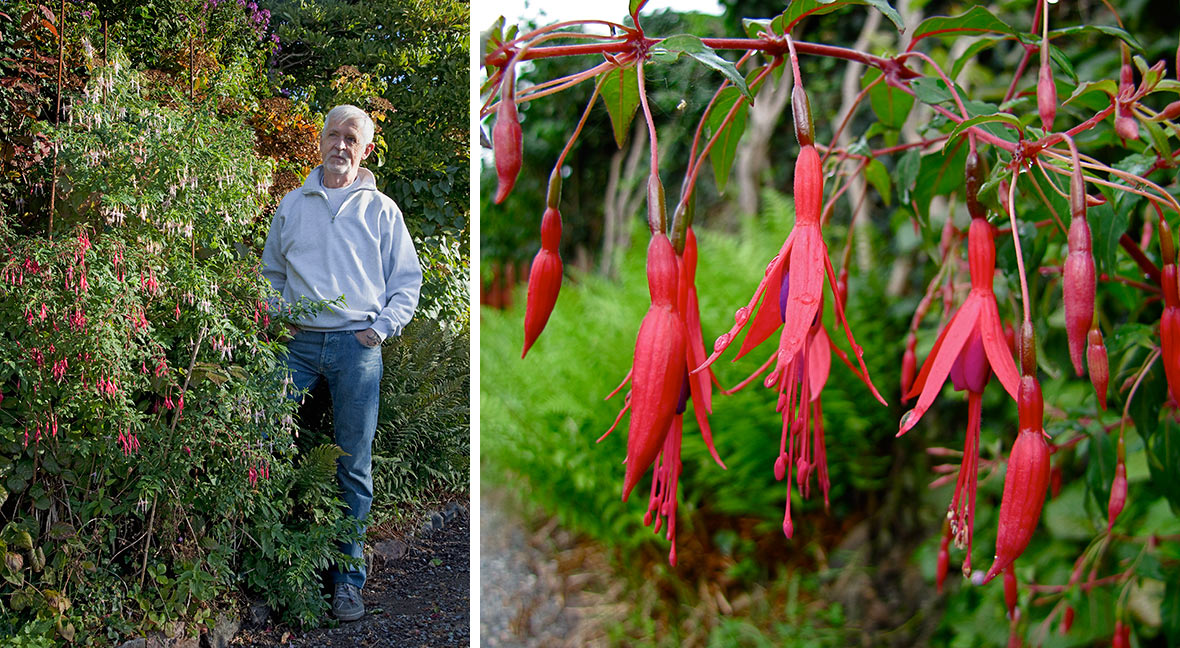 Kenneth Nilsson bredvid sin 2 meter höga Fuchsia magellanica.