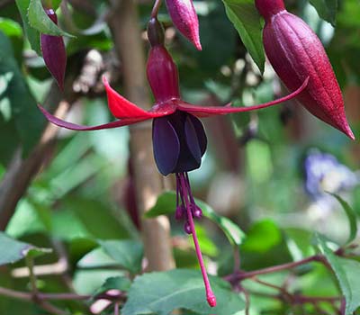 Fuchsia 'Melanie'.