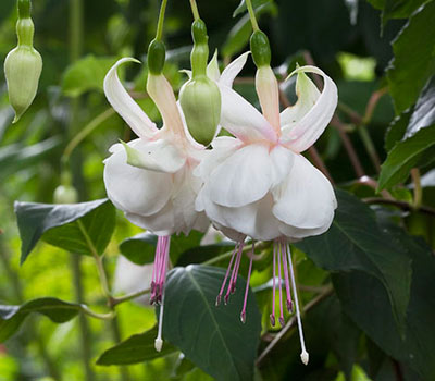 Fuchsia 'Pegasus'