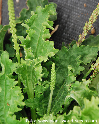 P. major ’Frills’.