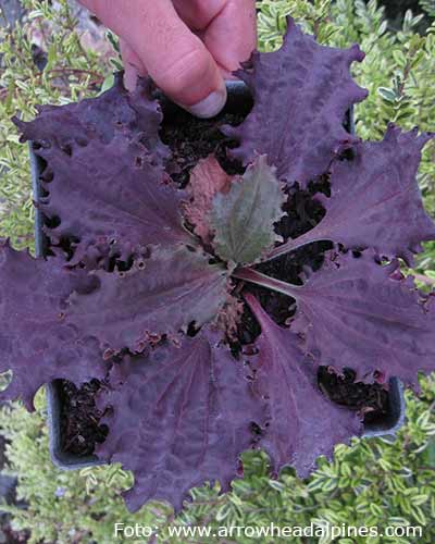 P. major ’Purple perversion’.