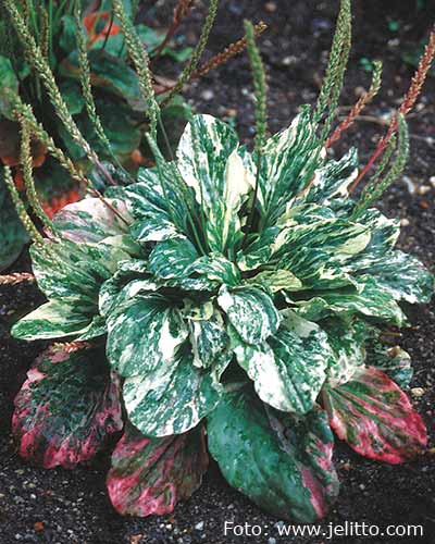 Plantago major ’Variegata’.