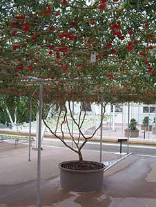 Tomatträd i Disney Worlds temapark epcot.