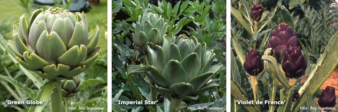 Green Globe, Imperial star och Violet de france.