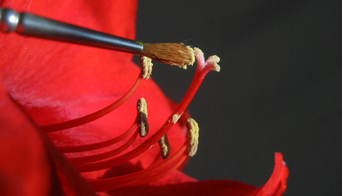Pollinering av amaryllis.