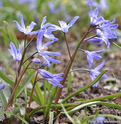 Chionodoxa-forbesii.jpg