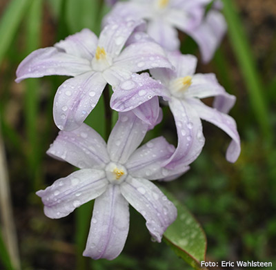 Chionodoxa luciiliae.
