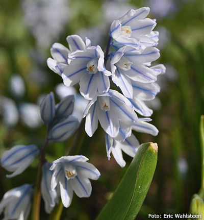 Puschkinia scilloides