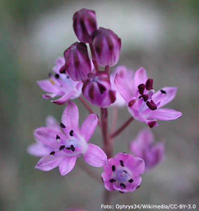 Scilla autumnalis.