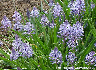 Scilla litardierei.
