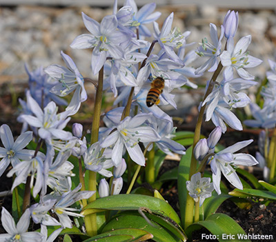 Scilla mischtschenkoana.