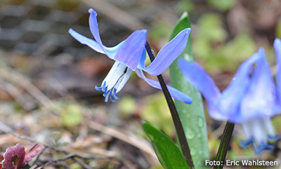 Scilla rosenii.