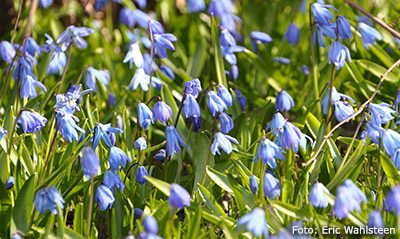 Scilla siberica.