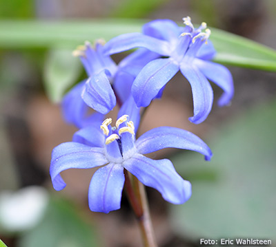 x Chionoscilla allenii.