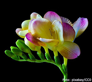 Freesia.