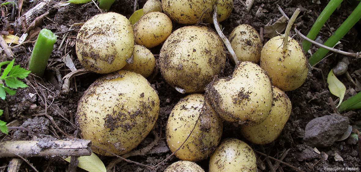 Potatis är en värdefull ettårig gröda i skogsträdgården.