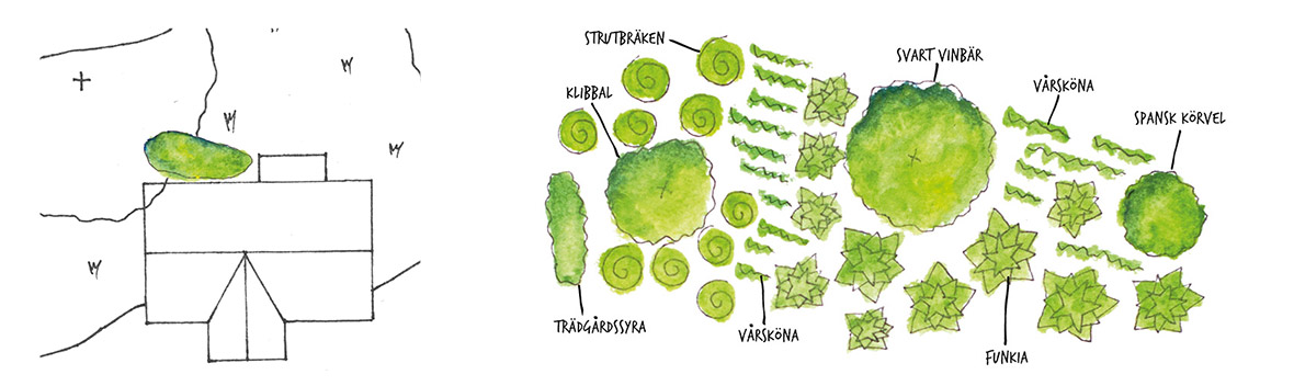 Skiss över skuggrabatt med ätliga växter.