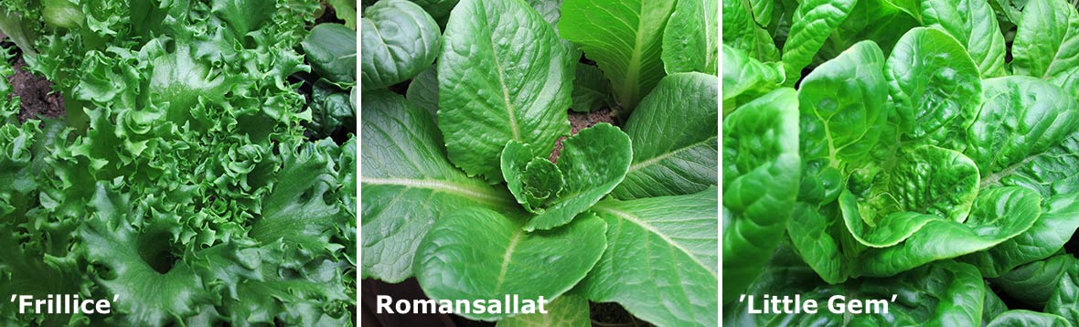 Tre olika sorters sallat.