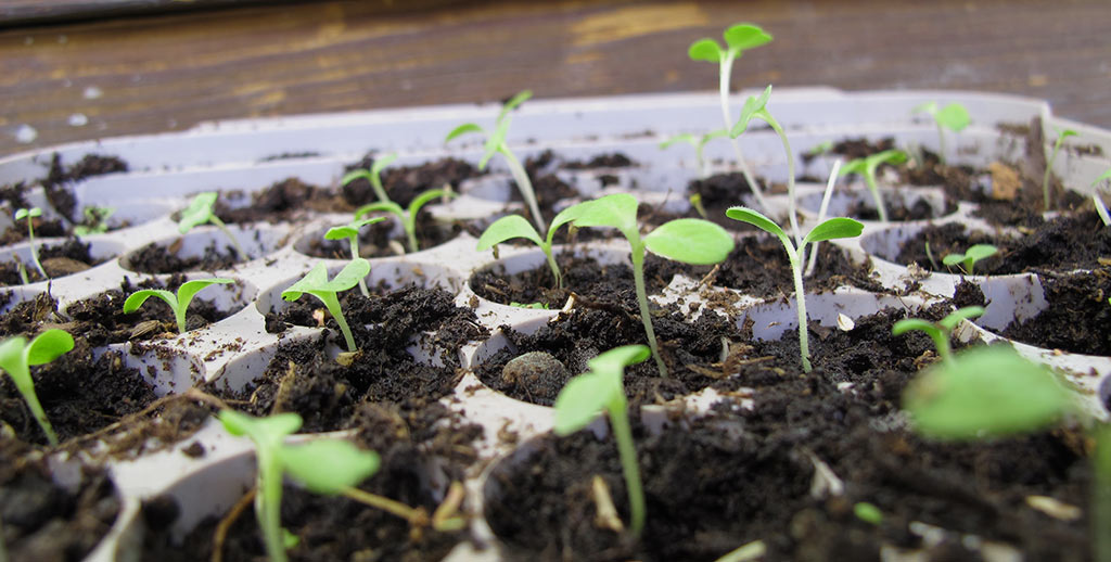 Fröplantor i ett pluggbrätte.