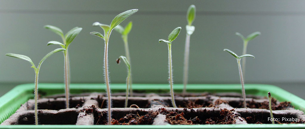 Fröplantor som fått för lite ljus.
