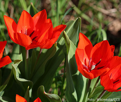 Tulipa praestans Fusilier.
