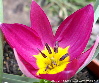 Tulipa humilis Persian Pearl.