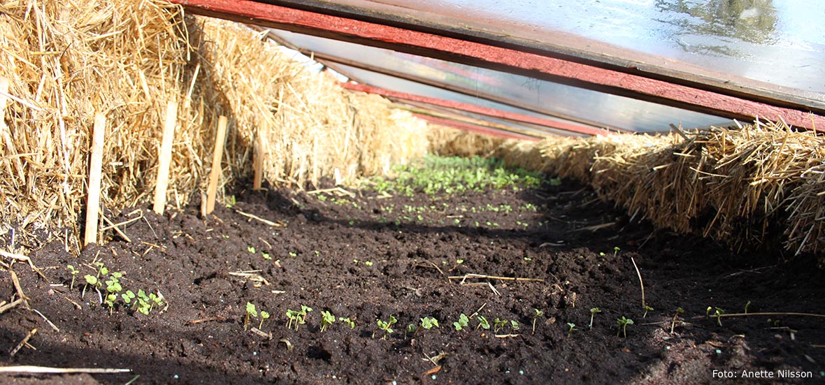 Varmbänk med fröplantor.