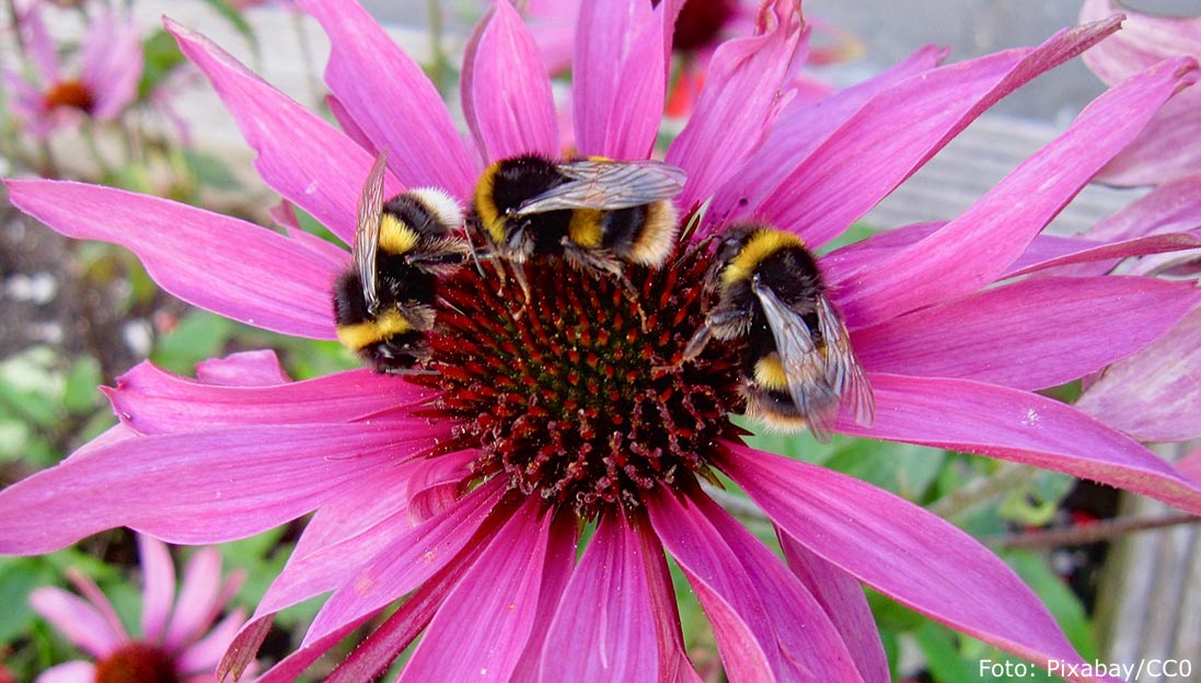 Humlor som pollinerar en blomma.