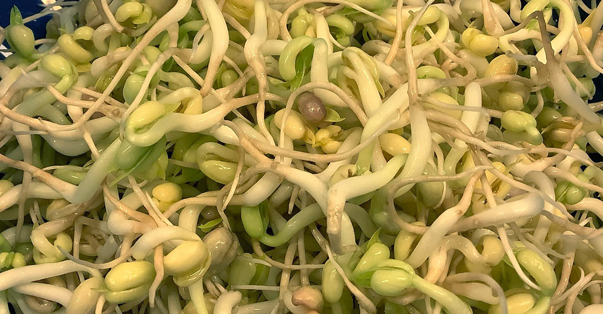 Groddade mungbönor.