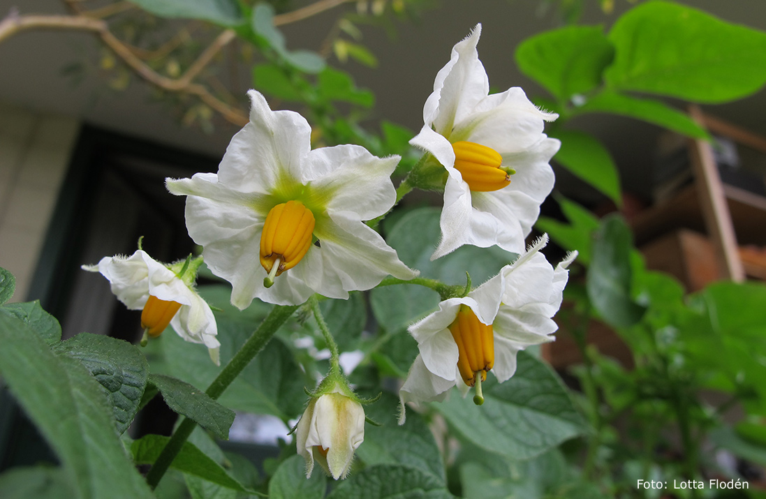 Blommande potatisplanta av sorten Campina