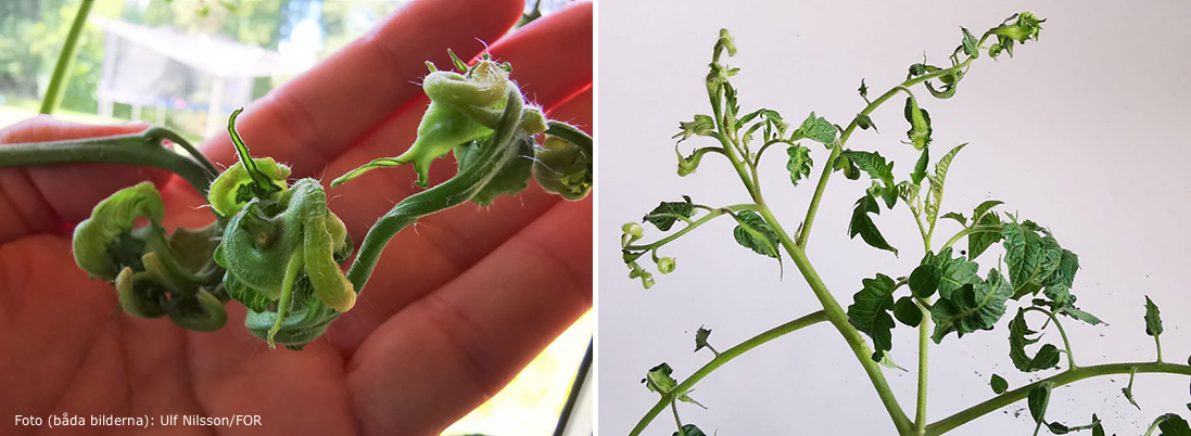 Tomatplantor skadade av pyralider.